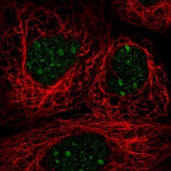 TRA2A Antibody, Novus Biologicals:Antibodies:Primary Antibodies